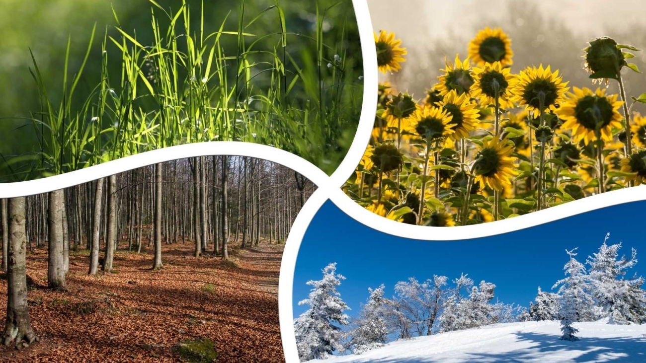 agiz-ve-dis-sagliginda-mevsimsel-degisimlerin-etkisi